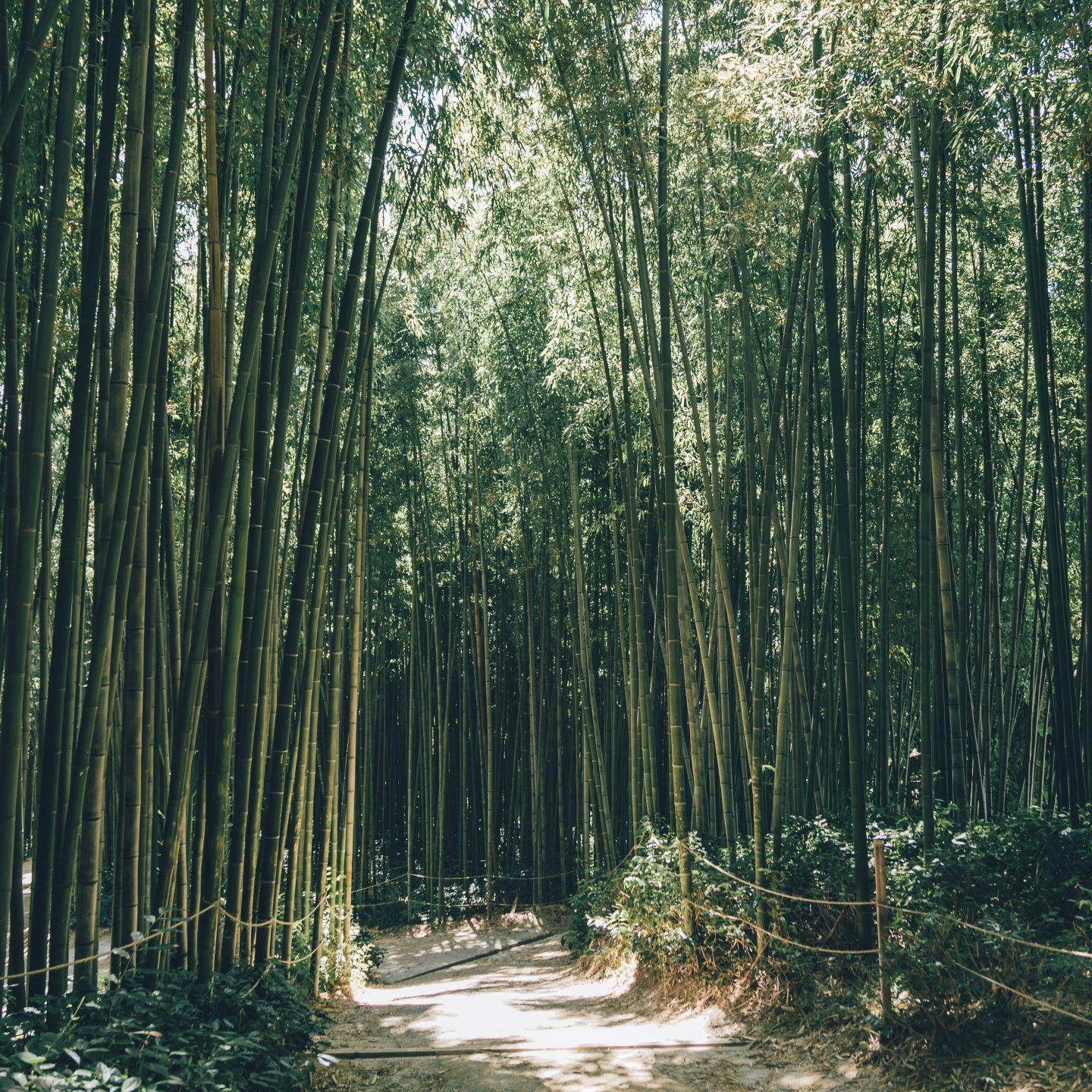 Damyang: South Korea’s Bamboo Forest, Culture & Eco-Tourism