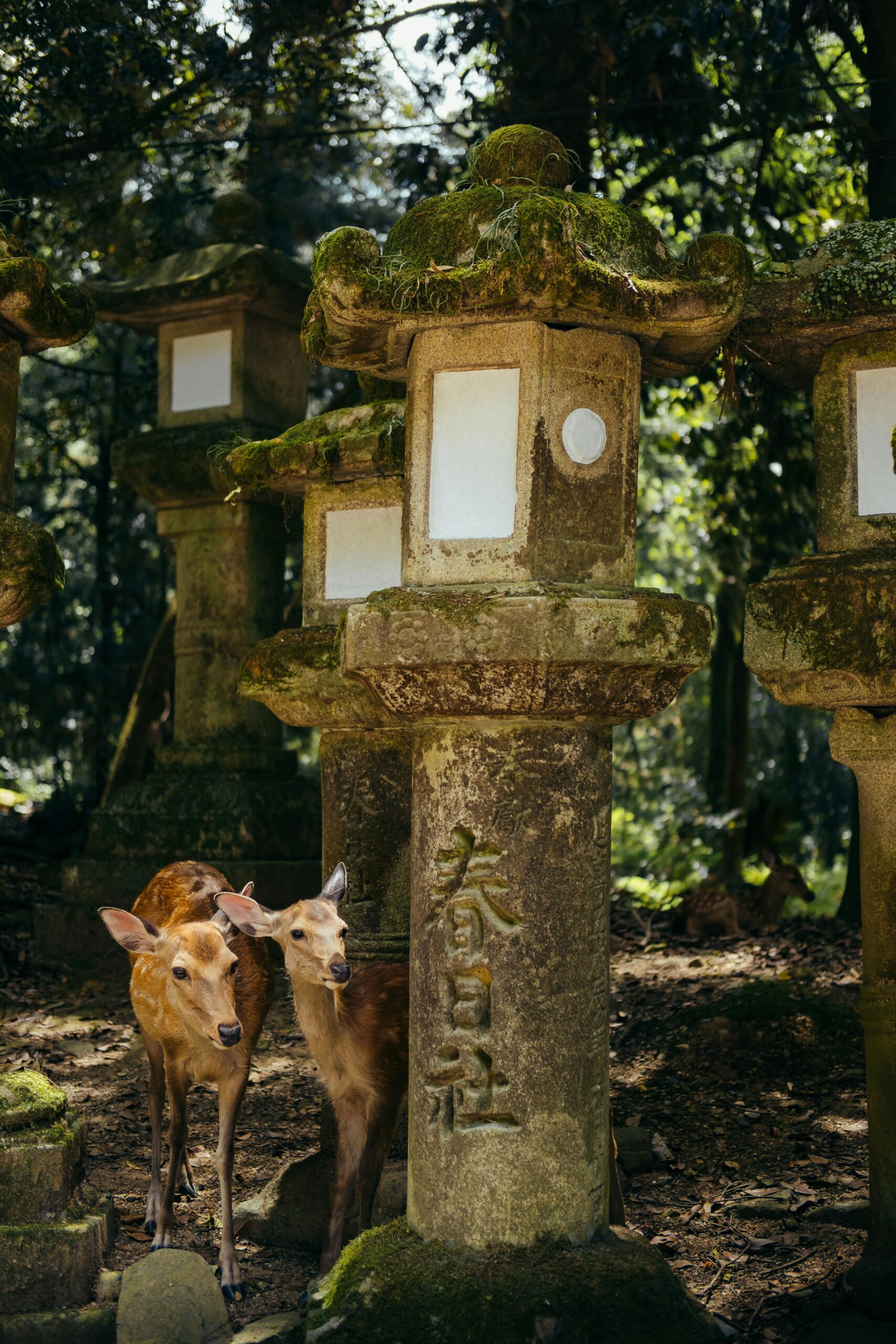 Nara: Japan’s Ancient Capital, Temples & Sacred Deer