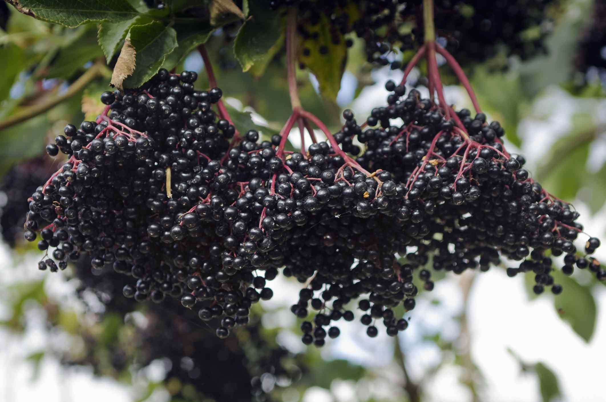 Elderberry Extract Benefits Natural Immunity Booster Guide